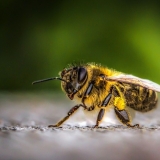 Die Biene ist ein unverzichtbares Nutztier für uns Menschen