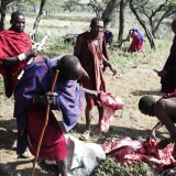 Fleisch und Blut sind nach wie vor die Hauptnahrungsmittel der Massai