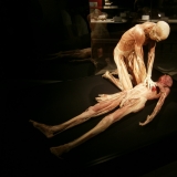 Lebensretter Copyright: Gunther von Hagens' KÖRPERWELTEN, Institut für Plastination, Heidelberg.