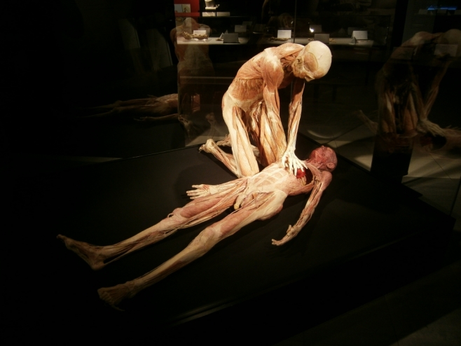 Copyright: Gunther von Hagens' KÖRPERWELTEN, Institut für Plastination, Heidelberg.