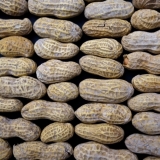 Peanuts