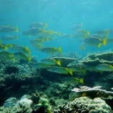 Den Fischen und den Korallen am Great Barrier Reef geht es nicht gut.