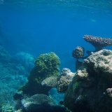 Great Barrier Reef