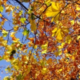 Warme Herbstfarben