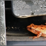 Hat eine Ähnlichkeit mit dem Ozzy-Osbourne-Frosch