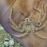 Heteropoda davidbowie