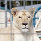 Löwe hinter Gittern