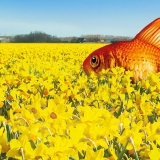 Big Fish