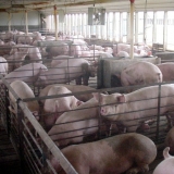 Massentierhaltung bei Schweinen
